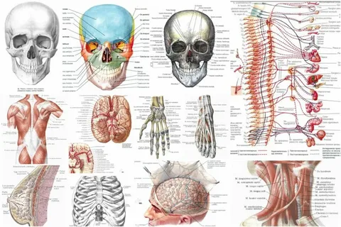Odam skeleti