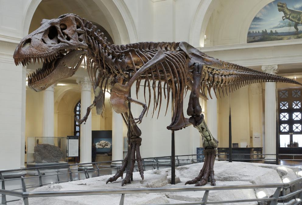 Dinozavr skeleti