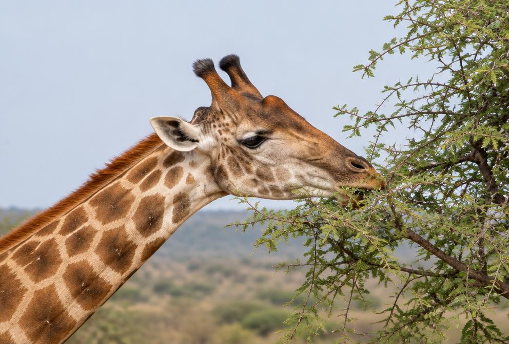 Jirafa