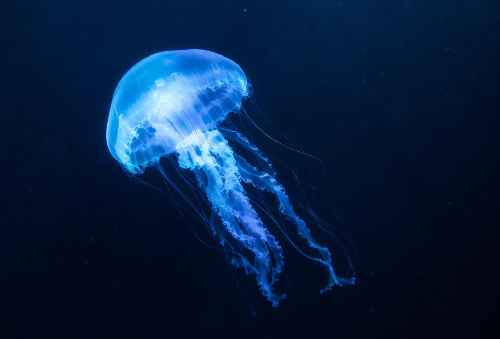 Meduza (bo‘shliqichlilar)